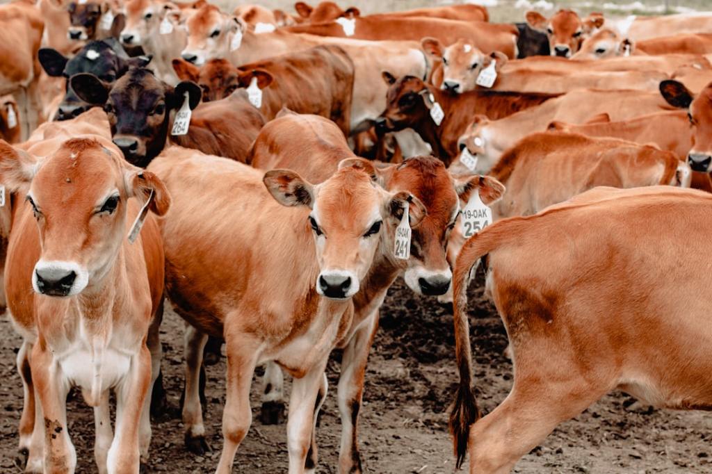 Porcicultura en alza: crece 11% en faena y marca máximo en cinco&nbsp;años