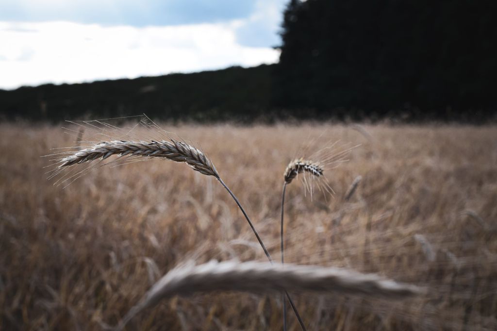 Más de 77 años de obstáculos económicos para el&nbsp;campo