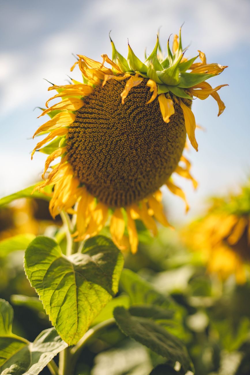 Girasol: nuevos híbridos apuntan a revolucionar la producción&nbsp;nacional
