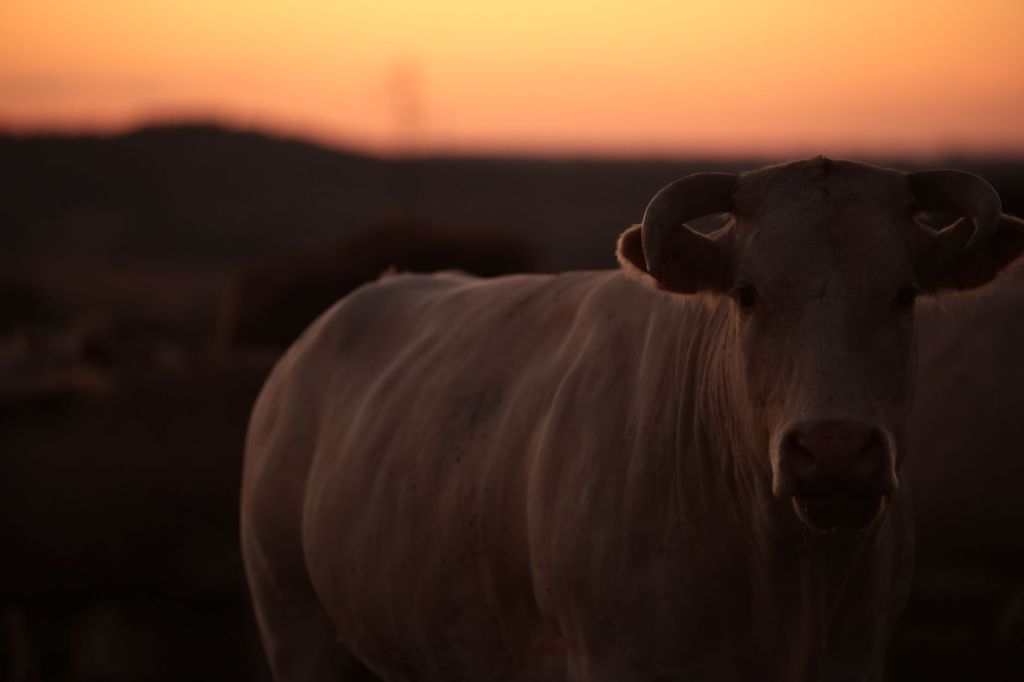 Cambio en ganadería: mercado global demanda animales de mayor&nbsp;porte