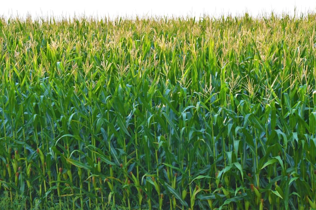 El maíz argentino alcanzaría su máxima producción: 71,5 millones de&nbsp;toneladas
