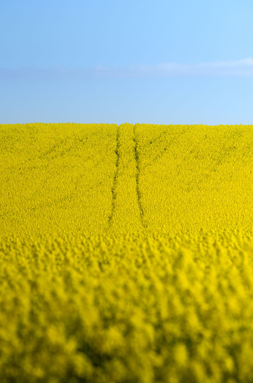 Alternativas invernales para activar el sector&nbsp;agrícola