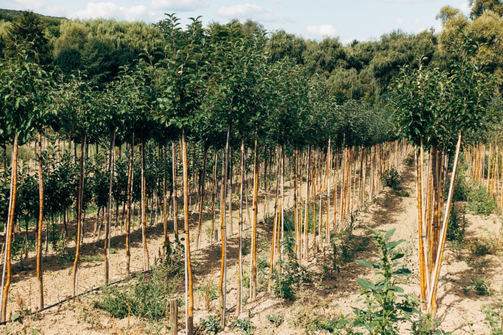 Inversiones forestales chocan contra la debilidad de demanda&nbsp;interna