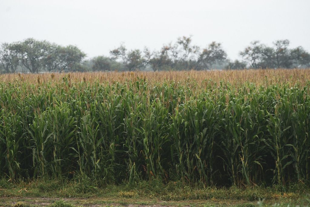 La brecha del sorgo: genes superiores pero rindes en&nbsp;retroceso