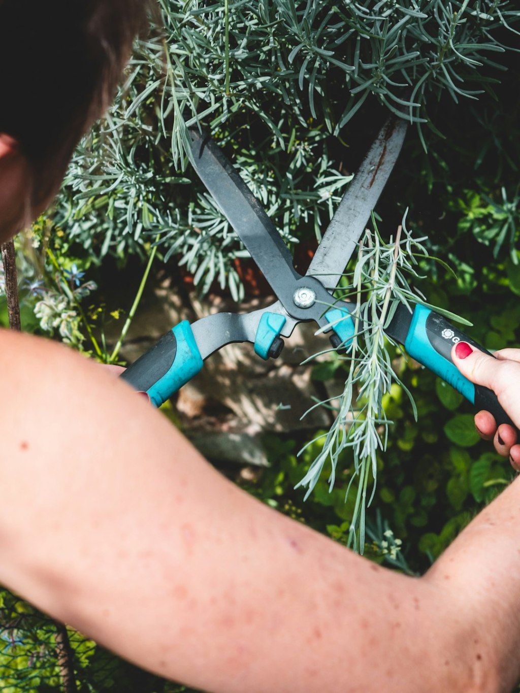 Repensar la poda: cercos naturales y resistentes para el&nbsp;jardín