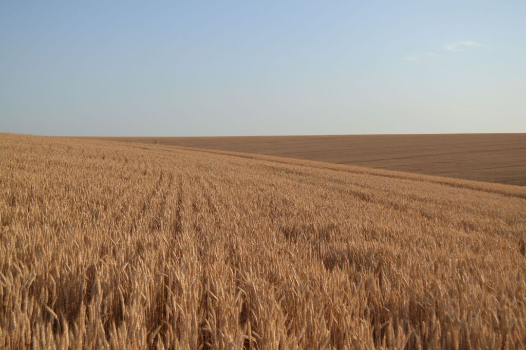 Instabilidad global y movimientos especulativos impulsan cotizaciones&nbsp;agrícolas